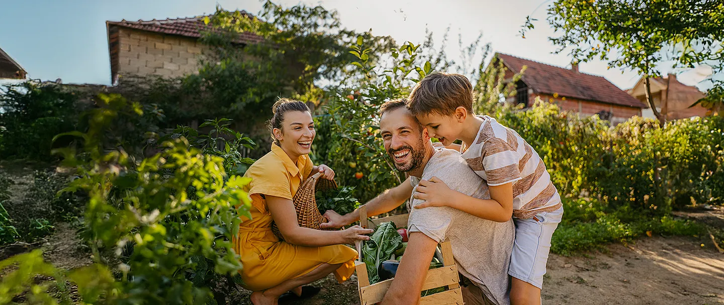 Foto einer jungen Familie mit einem Kind, das frisches, selbst angebautes Gemüse in ihrem Bio-Gemüsegarten pflückt.